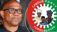 2027 election: Labour Party, Obidients react to Peter Obi defection reports