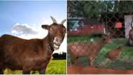 Pepper soup loading: Giant, fat goats sighted inside a Nigerian zoo, video capturing the animals shocks many