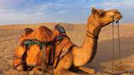 As prices of rams, cows skyrocket, Kano residents buy camels for Sallah sacrifice