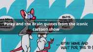 33 Pinky and the Brain quotes from the iconic cartoon show