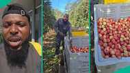 "15 years": Man who has been working abroad as fruit picker shares reason for choosing job
