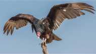 Residents in Adamawa state report suspicious vulture, police detain it in custody