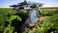 AI robots fill in for weed killers and farm hands