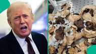 US prohibits Bush Meat, lists other items not allowed when entering the country in 2026