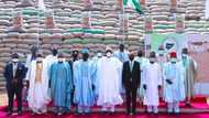 Pyramids of lies: PDP gives name to Buhari's rice unveiling in Abuja