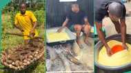 Man travels from city to his village in Ughelli to make yellow garri by himself, returns with plenty