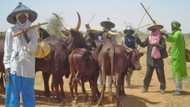 Sheik Gumi claims most of stolen cattle in the north are sold in southern Nigeria