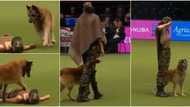 Smart dog performs CPR, "revives" owner in heartwarming video, many react
