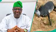 An kashe shanu sama da 100 a sabon harin Filato, Fulani sun fadi wanda suke zargi