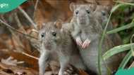 Hantavirus: Everything to know about the deadly infection with no known cure