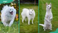 14 best white dog breeds: the most adorable white-coated pups