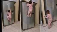 "She's too smart": Little girl climbs fridge like 'super woman', video causes frenzy