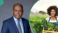 N100bn funding: CBN shares important update to farmers, announces date for food prices to fall