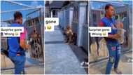 "Surprise gone wrong": Man with saxophone quickly turns back when he saw dogs inside compound