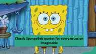 50+ classic SpongeBob quotes for every occasion imaginable