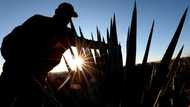 After the party, Mexican agave farmers face tequila hangover