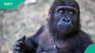 Trafficked Gorilla to be returned to Nigeria following rehabilitation in Turkey