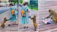 "This is daylight robbery": Monkey 'blocks' lady on the road, collects her bag, steals popcorn in video
