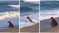 "May he find peace & happiness": Dog sits motionless close to beach, water hits its body with force