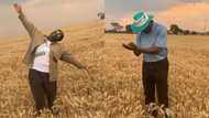 Lady shares photos of her large wheat farm, receives massive praise