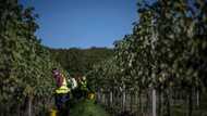 English winemakers toast summer heatwaves