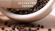 List of benefits of using alligator pepper