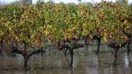 Global wine production hits lowest level since 1961