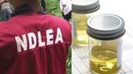 Wani sabon bala'in: Matasan Najeriya na shan fitsari don su bugu - NDLEA