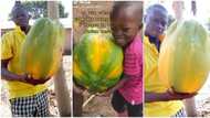 "Africa is blessed": Man shows off very large pawpaw he plucked from his compound, video goes viral