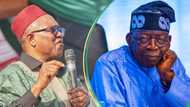 Labour Party ordered Peter Obi to apologise to Tinubu? Fact emerges