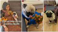 "E don get owanbe outfits": Lady shows ankara dresses mum got for her dog