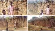 Nigerian man married to 7 wives shows off huge lengthy yam barns, video stuns the internet, many react