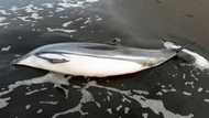 Dozens of turtles, dolphins found dead in Guatemala, probe launched