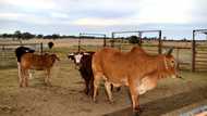 China lifts final bans on Australian red meat as trade row nears end