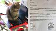 Man working from home files HR complaint against his cat, this is what the pet did (photos)