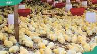 How much does it cost to start a chicken farm in Nigeria? Everything you need to budget for