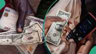 New exchange rate: CBN liquidity push crashes dollar again