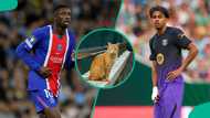 PSG vs Barcelona: Mysterious cat predicts UEFA Champions League match