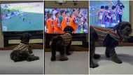 "How is this possible?" Dog dances excitedly while watching football match on TV, video goes viral on TikTok