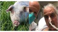 Two months after, man who got pig heart dies of unknown causes