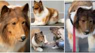 "He was nervous and scared of stepping out": 4 fun facts about man who spent over N10.7m to be 'turned to dog