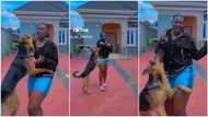 "Typical German Shepherd behaviour": Dog jumps up many times to stop lady from dancing & shaking waist in clip