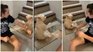 Even dogs too: Oyinbo man shares video of his dog doing the Buga dance with him, causes huge stir on the net