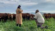 "Very unique": Man proposes to his girlfriend in front of many cows inside bush, romantic photos go viral