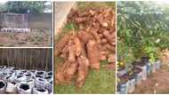 Nigerian woman shows off big yams she harvested from her sack bag farming, says there is no need for farmland
