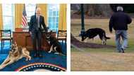 Weeks after getting presidential pass, Joe Biden's dogs kicked out of White House for biting incident