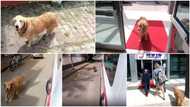 Dog chases ambulance as it takes its owner to hospital, viral video makes people emotional
