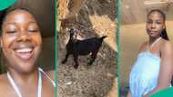 Nigerian lady cries like goat, another goat stops to look at her, confused: "And na fine girl o"