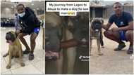 Man takes care of bullmastiff, flies to Abuja from Lagos to find dog good partner
