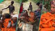 "This is not hygienic": Viral video shows group of men using their feet to wash basket of carrots